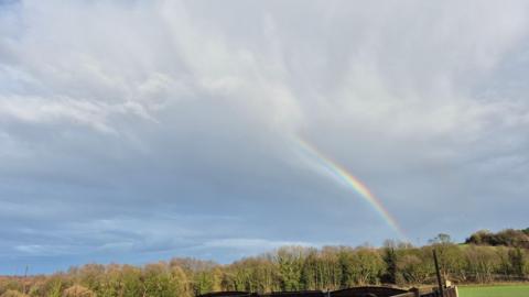 A rainbow arcs into white clouds that fill the sky above a row of trees