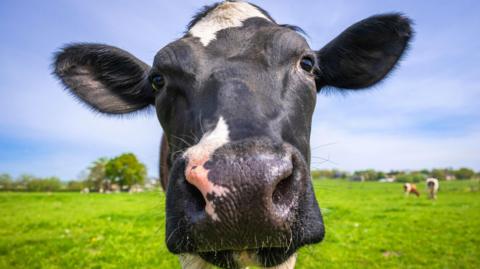 A black and white cow standing in a field on green grass