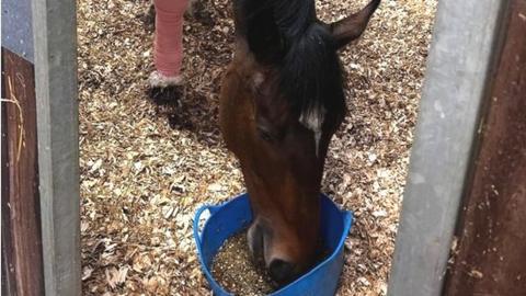 PH Urbane eating from a blue bucket while his right leg is bandaged