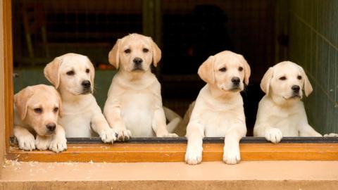 Four golden Labrador puppies are pictured looking out of a window. They appear to be stood up, with their front paws perched on the windowsill. Four of the puppies seem to be looking in the same direction - while the dog in the centre stares directly at the camera. 