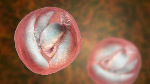 A computer simulation showing cryptosporidium parvum parasites, round pink-tinged fleshy-looking forms floating on an orangey-black background