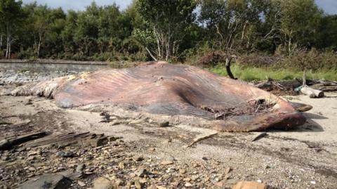 Large brown-coloured whale carcass on beach with trees in background.