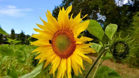 A close-up of a yellow sunflower with fields in the background and blue sky behind 