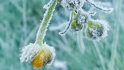 Heavy looking frost on a plant in amongst the grass in Witherley, Warwickshire. 