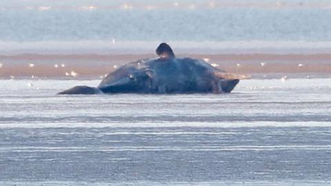 Stranded dead sperm whale