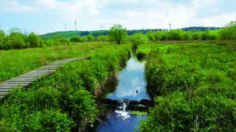 Green peatlands with water body running through it