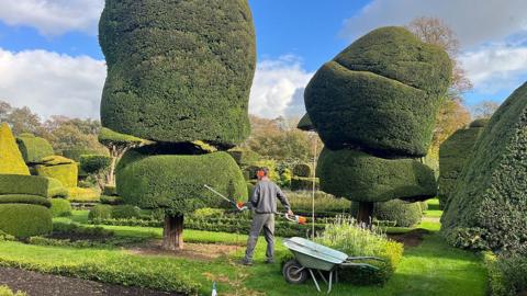 Man trimming tree in a topiary garden