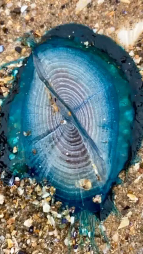  A close up of the blue marine creature sitting in stony sand.