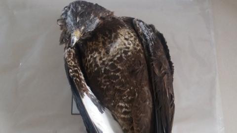 Dead buzzard