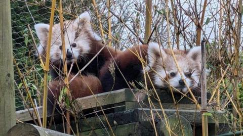 Two red pandas photographed on a wooden structure with bamboo slightly hiding their faces. Their faces are mostly white with red fur beneath their eyes while their bodies are a dark red colour.  