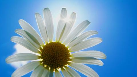 Bright blue sky behind the close-up of a daisy