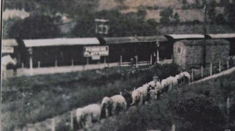 An old black and white grainy photo of a line of elephants walking down the path from Penmere station 