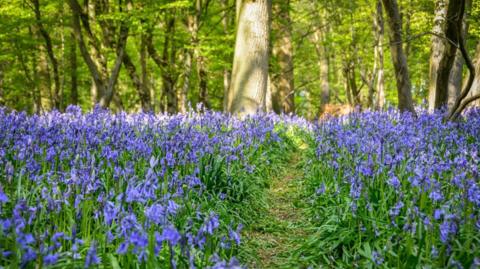 Bluebells at Astonbury Wood