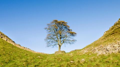 A sycamore tree stands in a dip between two hills. An old stone wall runs either side of the tree.