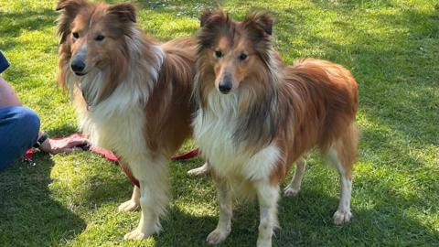Two long-haired brown and white collie dogs standing next to each other on an area of grass