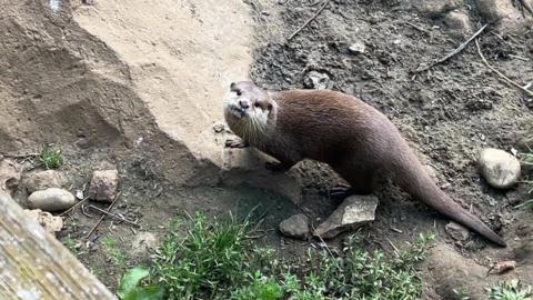 A otter walking around an enclosure and looking at the camera