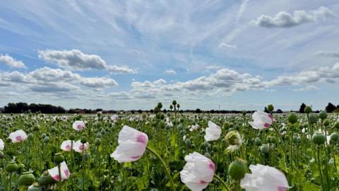A field of grass and white and pink flower under a pale blue sky with some clouds
