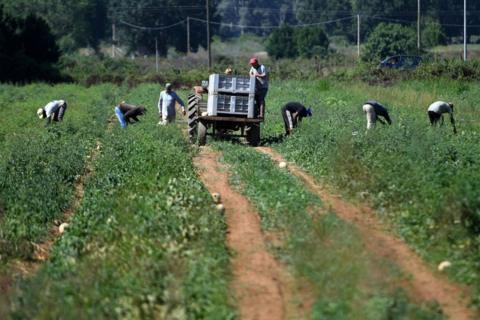 Migrants labourers working in a field