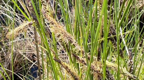 Flowering slender sedge