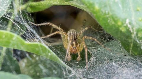 Funnel-web spider in a web