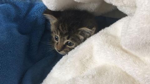 Kitten after being rescued