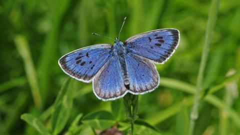 A blue phengaris arion butterfly
