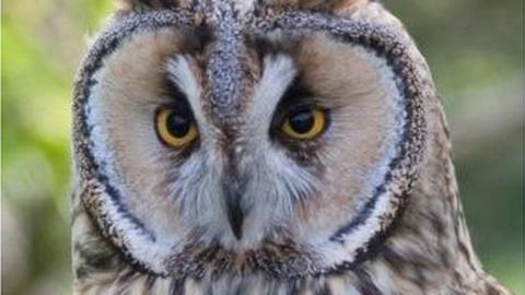 Long eared owl