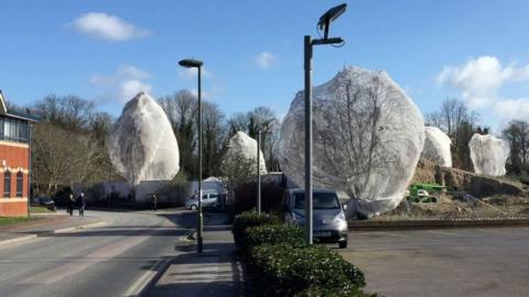 Netted trees in Guildford