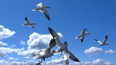 Gannets fighting on the Bass Rock