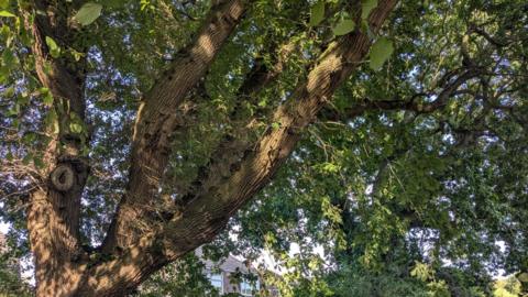 A large oak tree on a sunny day.