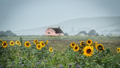 A field full of sunflowers sits in front of a pink house with a thatched roof and a large hill slightly obscured by mist. 