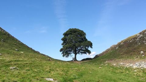 The Sycamore Gap tree at Hadrian's Wall in 2023.