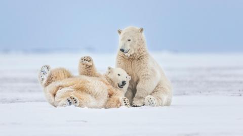 Two polar bears on ice one is sat up and one is lying on its back