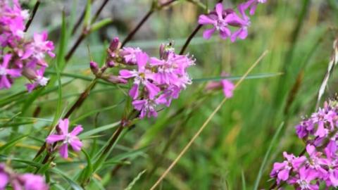 Sticky catchfly