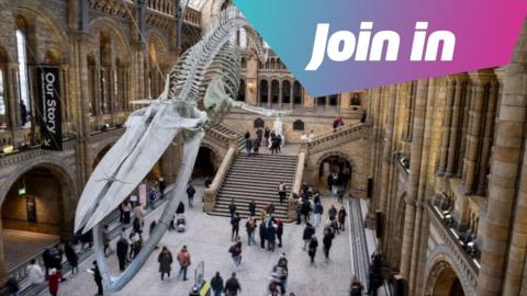A 25 metre long blue whale skeleton is suspended from the ceiling in a grand entryway to a museum. People are walking around below it.