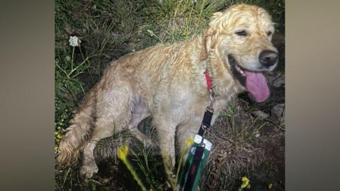 Golden Retriever, Chester looking frightened