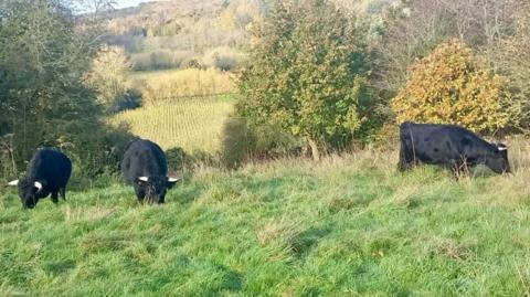 Three black Dexter cattle grazing on Golden Hill near Canterbury with rolling hills in the background