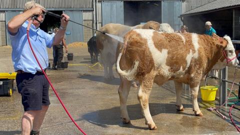 A man washing the hind side of a cow with a water jet in front of cattle sheds.