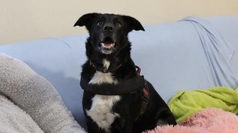 A black dog with a white chest is sitting up on top of pink, grey, green and blue bedding. The dog's ears are up and it looks content.