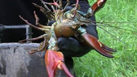 Close up of a crayfish, brown shelled lobster-like animal