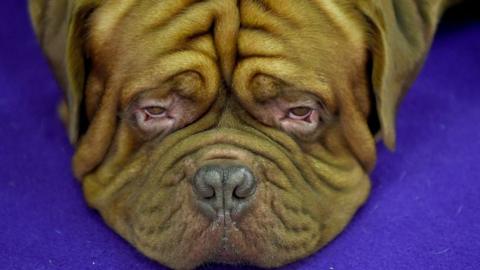 wrinkly dog