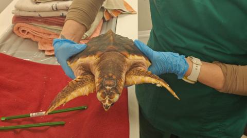 Crush the sea turtle, who is reddish in colour, is being held aloft by a person wearing blue plastic gloves. 