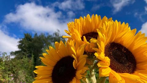 Close-up of three sunflowers with blue sky and clouds behind