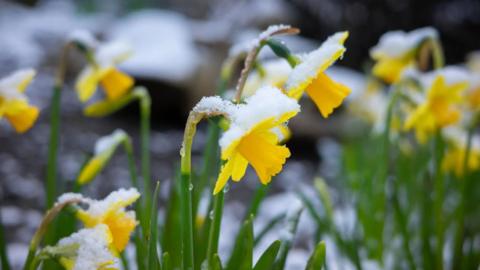 Snow on daffodils 