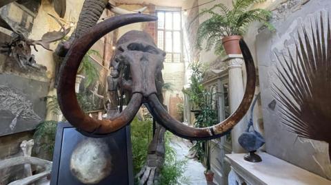 A mammoth skeleton stands in a cluttered room containing other fossils, artworks and plants. The room has exposed brickwork and no soft furnishings. Bright light is coming from a window high up the far wall.