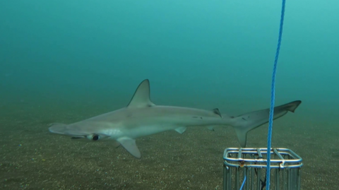 Smooth hammerhead shark in the water.