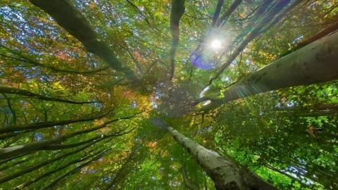 A view looking up into the canopy of a number of trees with the sun shining through to the top right hand side