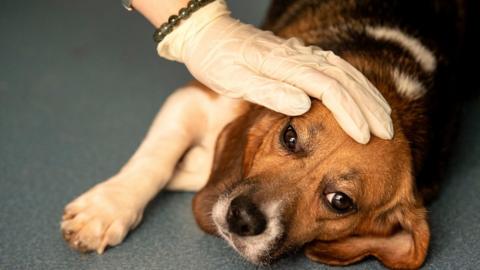 A hand rests on a dog which is lying down on the floor