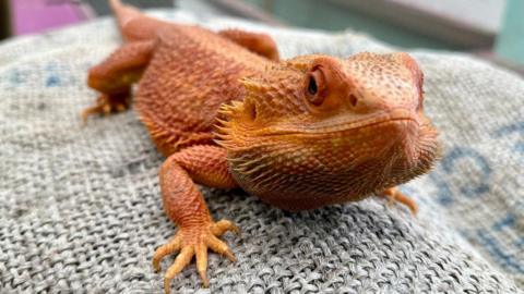 A red/orangey reptile sits on a blanket.