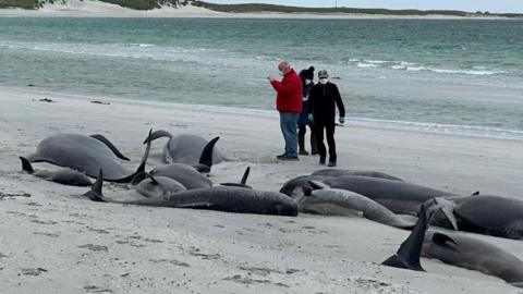 stranded whales